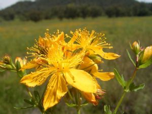 St John’s Wort with its distinctive yellow flowers is well known across the Bega Valley Shire.