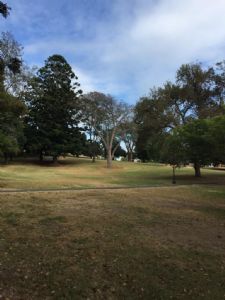 The Stone Pine earmarked for removal from Bega Park.