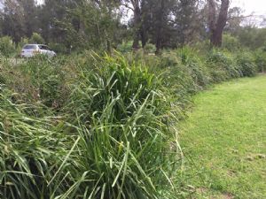 Native grasses help establish an edge to lawn areas at the Bega River Reserve.