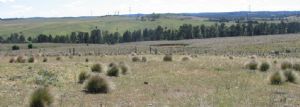 Serrated Tussock will be a focus for Noxious Weed Inspectors during October and November.