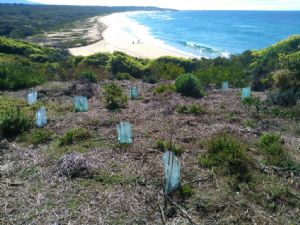 Some of revegetation work undertaken at Cuttagee Point by Bermagui Dune Care